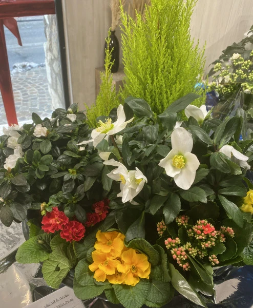 composition plantes