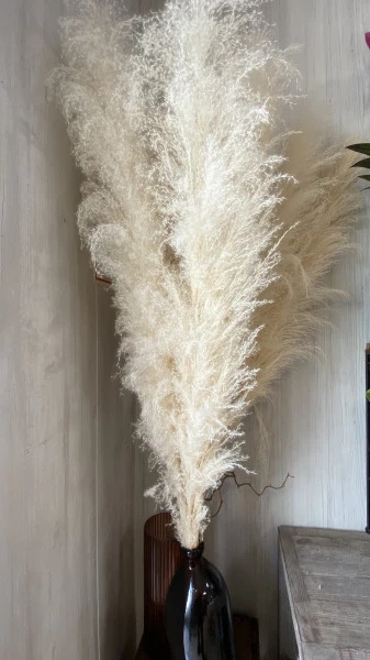 Plume de pampa