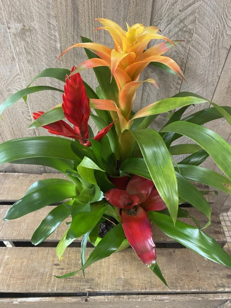 Guzmania 