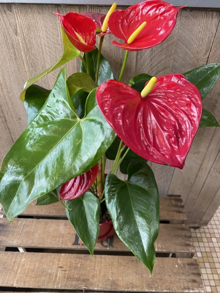 Anthurium rouge 