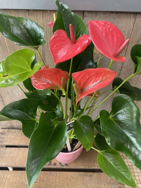 Anthurium rose 