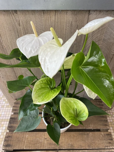 Anthurium blanc 