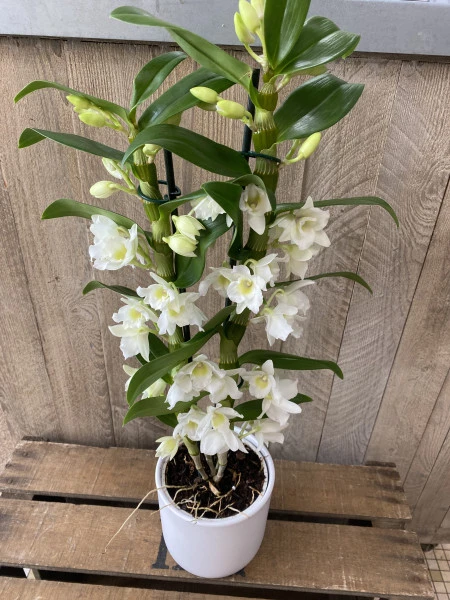 dendrobium