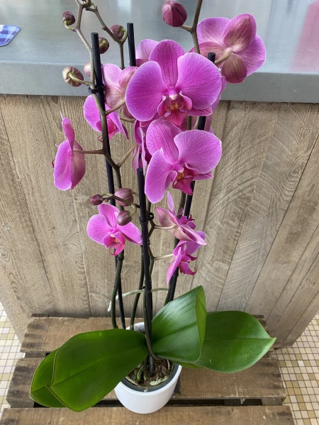 Orchidée rose fuchsia 