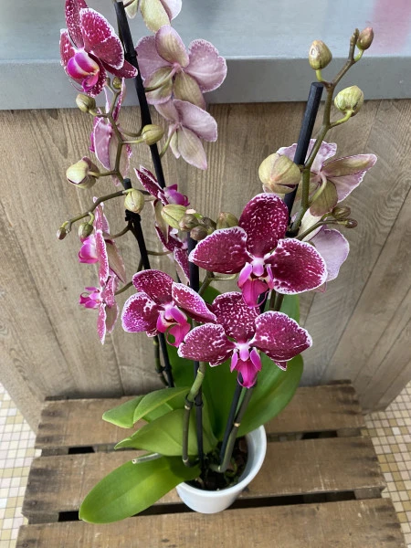 Orchidée tigrée rose 