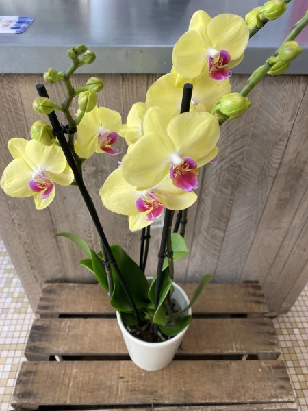 Orchidée jaune 
