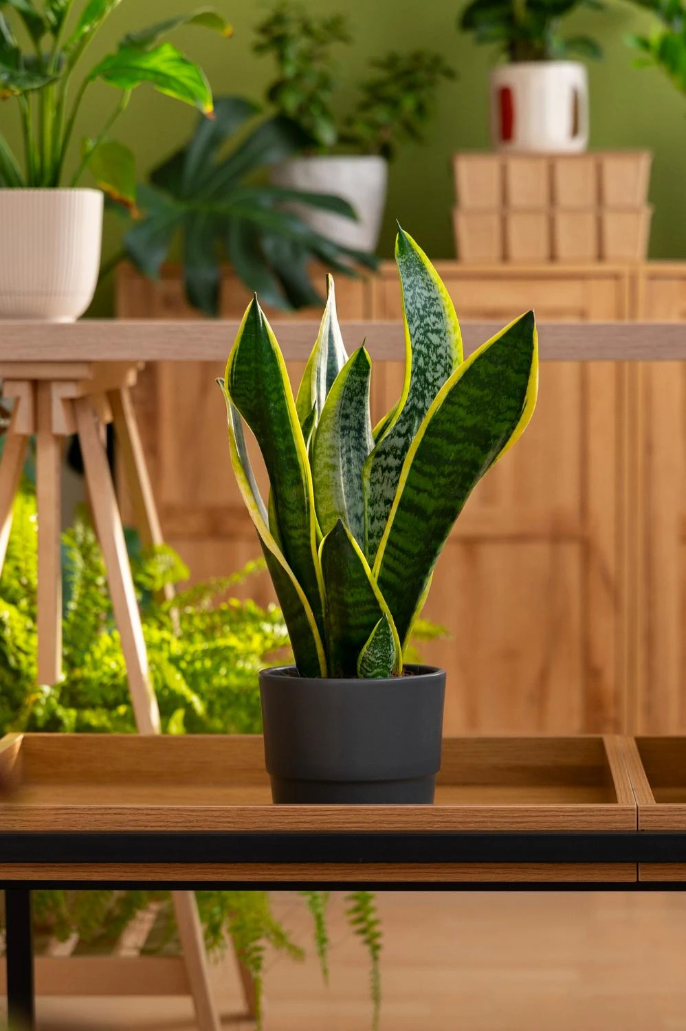 Plantes vertes